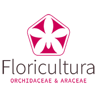 Floricultura new